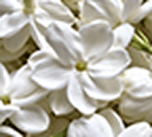 waniliowa orchidea, jaśmin